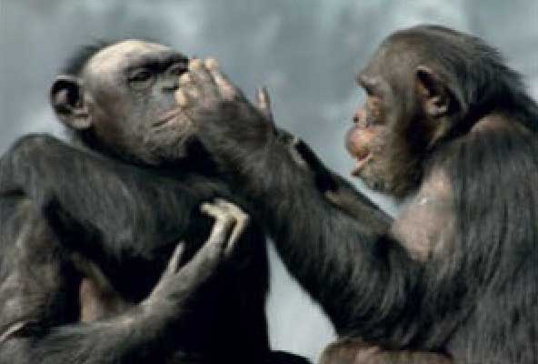 Szympansy i bonobo używają gestów do komunikacji. Niektóre szympansy nauczyły się nawet języka migowego.