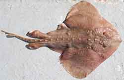 Kynsirausku (Amblyraja radiata)