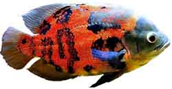 Riikinkukkoahven (Astronotus ocellatus)