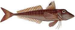 Punakurnusimppu (Chelidonichthys cuculus)
