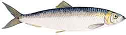 Silli (Clupea harengus)