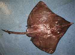 Mustavatsarausku (Dipturus nidarosiensis)