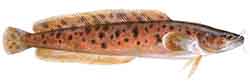 Kolmiviiksimade (Gaidropsarus vulgaris)