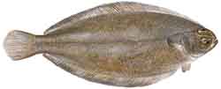Mustaeväkampela (Glyptocephalus cynoglossus)