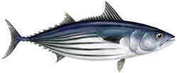 Boniitti (Katsuwonus pelamis)
