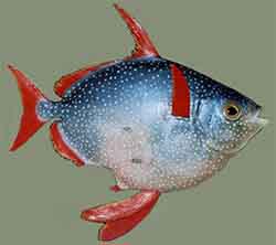 Kiiltolahna (Lampris guttatus)
