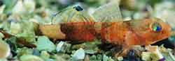Lebetus guilleti (Lebetus guilleti)