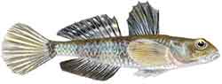 Lebetus scorpioides (Lebetus scorpioides)