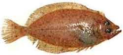 Lasikampela (Lepidorhombus whiffiagonis)