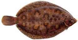 Pikkupääkampela (Microstomus kitt)