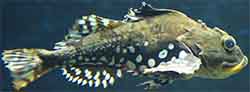 Isosimppu (Myoxocephalus scorpius)