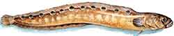 Teisti (Pholis gunnellus)