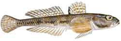 Norjanhietatokko (Pomatoschistus norvegicus)