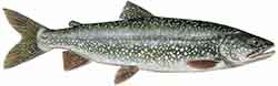 Amerikanischer Seesaibling (Salvelinus namaycush)