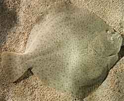 Piikkikampela (Scophthalmus maximus)