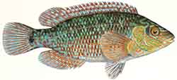 Rantahuulikala (Symphodus melops)