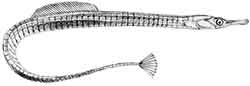 Pikkuneula (Syngnathus rostellatus)