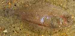 Suomukampela (arnoglossus laterna)