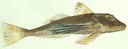 Isokurnusimppu (Chelidonichthys lucerna)