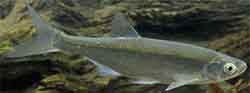 Ukelei (alburnus alburnus)