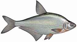 Zope (Fisch) (ballerus ballerus)