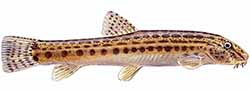Steinbeißer (Fisch) (cobitis taenia)