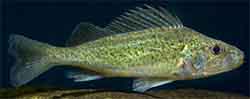 Kaulbarsch (Gymnocephalus cernua)