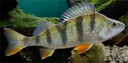 Flussbarsch (perca fluviatilis)