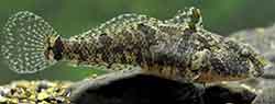 Marmorierte Grundel (proterorhinus marmoratus)