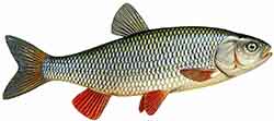 Döbel (squalius cephalus)