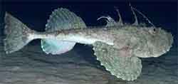Merikrotti (lophius piscatorius)