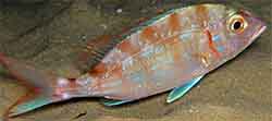 Punapagelli (pagellus erythrinus)