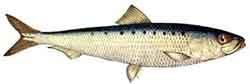 Sardiini (sardina pilchardus)