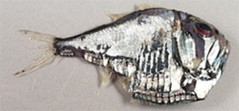 Pärlemorfisk (argyropelecus olfersii)