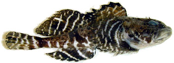 Halvulk (artediellus atlanticus)