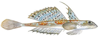 Nätmönstrad sjökock (callionymus reticulatus)