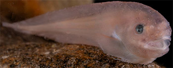 Slemsugare (careproctus reinhardti)