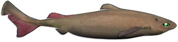 Pailonahaj (centroscymnus coelolepis)