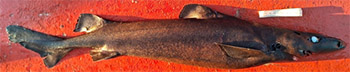 Långnospailona (centroselachus crepidater)