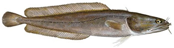 Nordlig skärlånga (ciliata septentrionalis)