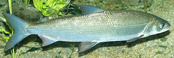 Sik (coregonus oxyrinchus)