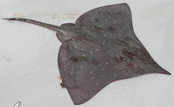 Plogjärnsrocka (dipturus oxyrinchus)