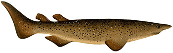 Tagghaj (echinorhinus brucus)