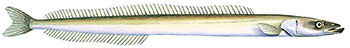 Slättobis (gymnammodytes semisquamatus)