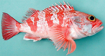 Blåkäft (helicolenus dactylopterus)