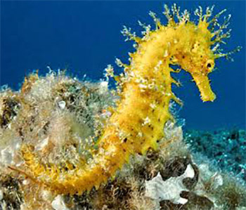 Långnosad sjöhäst (hippocampus guttulatus)
