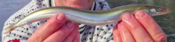 Kungstobis (hyperoplus immaculatus)