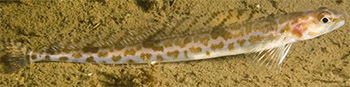 Trubbstjärtat långebarn (leptoclinus maculatus)