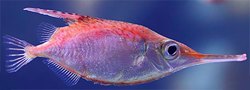 Snäppfisk (macroramphosus scolopax)