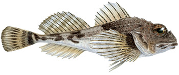 Taggsimpa (micrenophrys lilljeborgii)